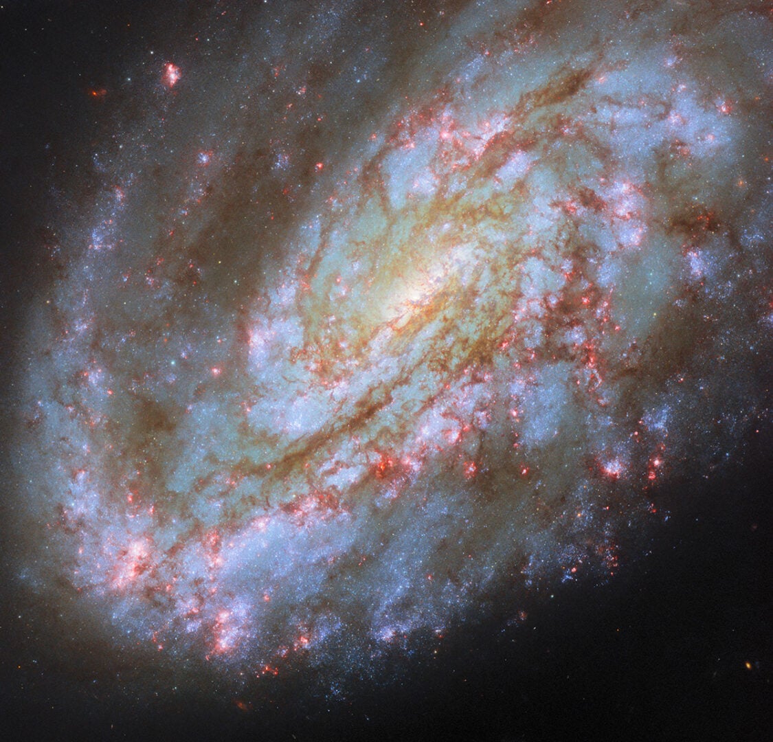 Hubble's new image of NGC 4654. Credit: ESA/Hubble & NASA, D. Thilker, J. Lee and the PHANGS-HST Team