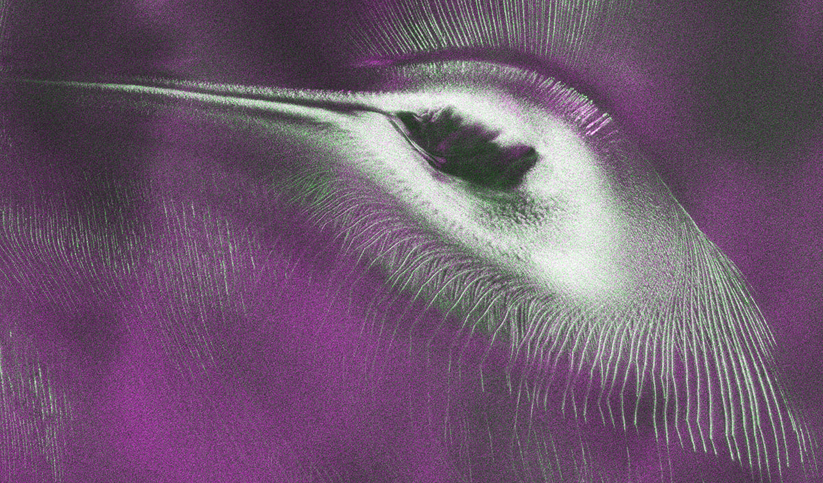 A close-up of the NISAR image, resembling a hummingbird. Credit: NASA/JPL-Caltech
