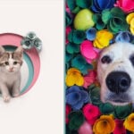pet photographer of the year finalists 2026