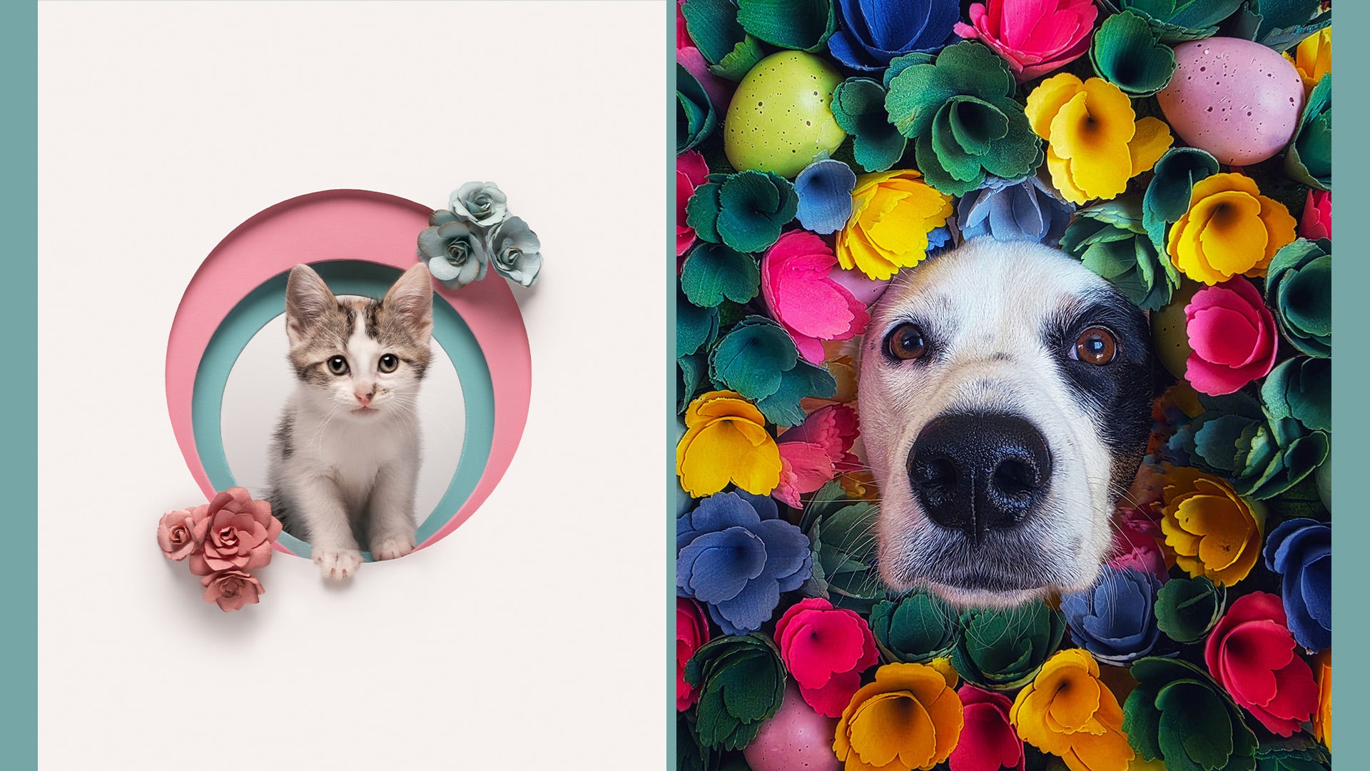 pet photographer of the year 2026
