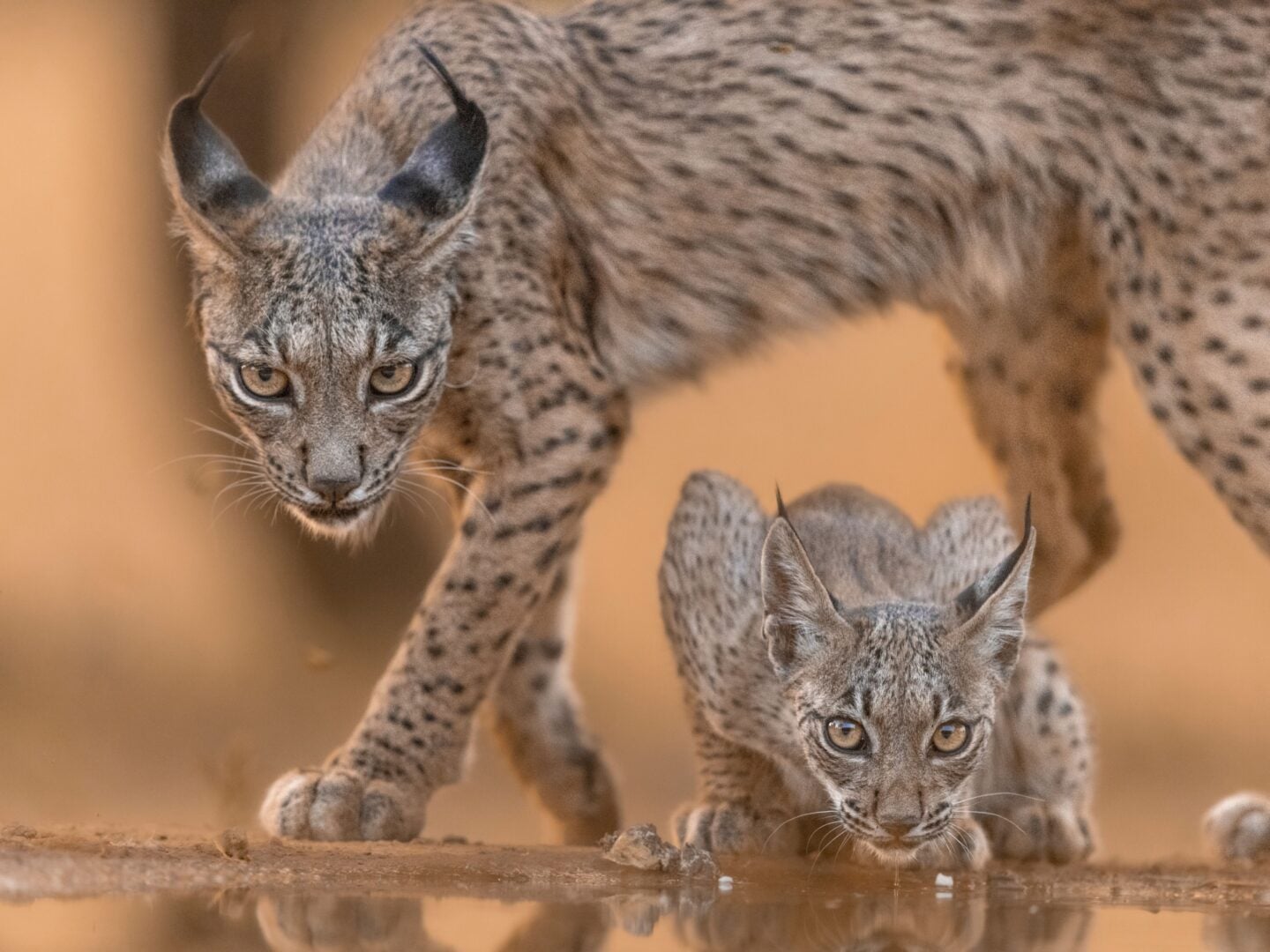 wildlife images