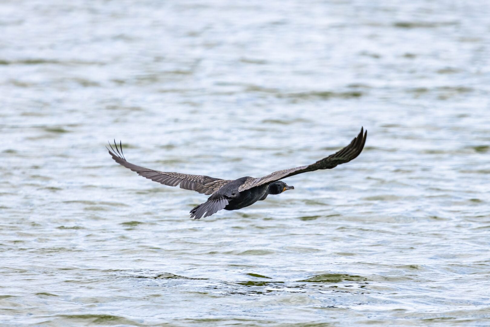 wildlife images
