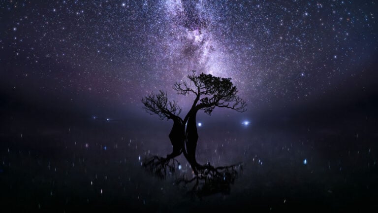 The Stunning Winners of the 2026 Mangrove Photography Awards Highlight a Fragile World