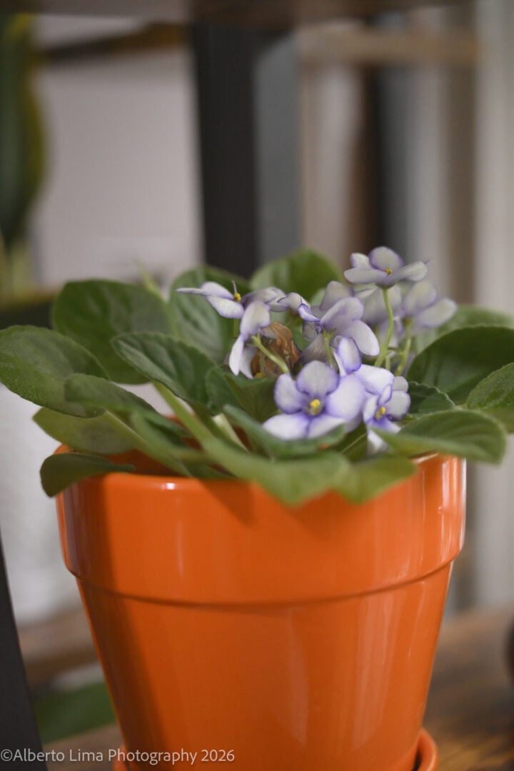 Sample image taken with the Nikon ZR and Nikon Z 50mm F1.4