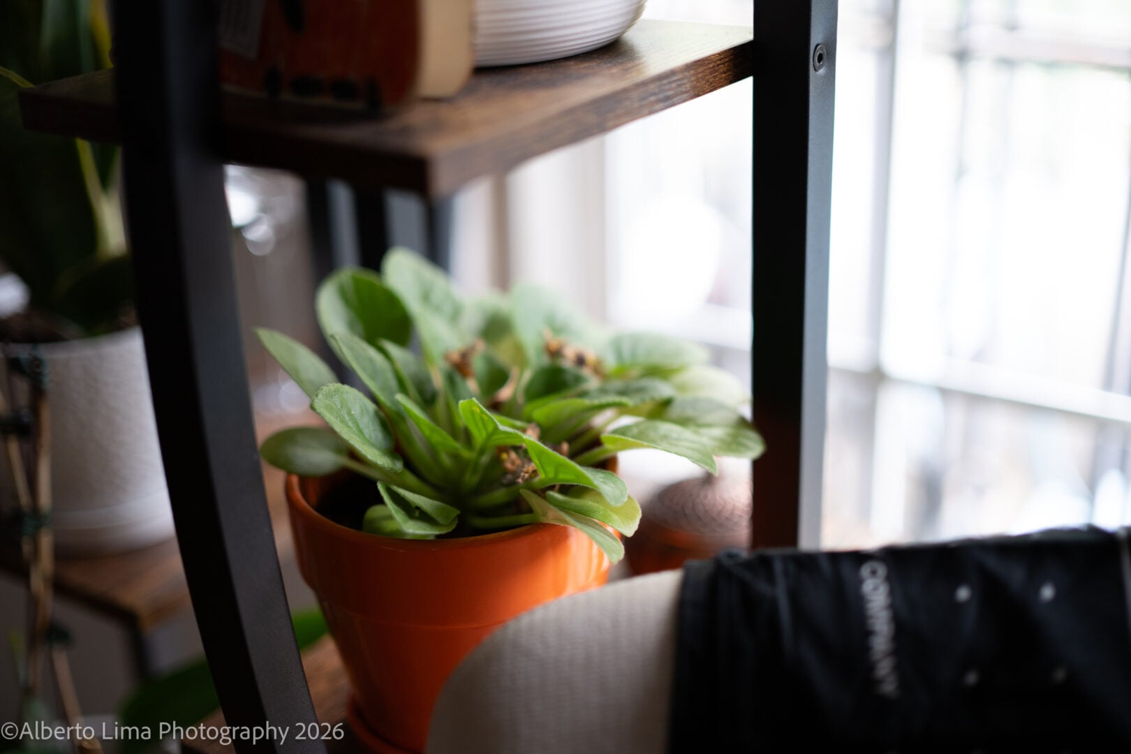 Sample image taken with the Nikon ZR and Nikon Z 50mm F1.4