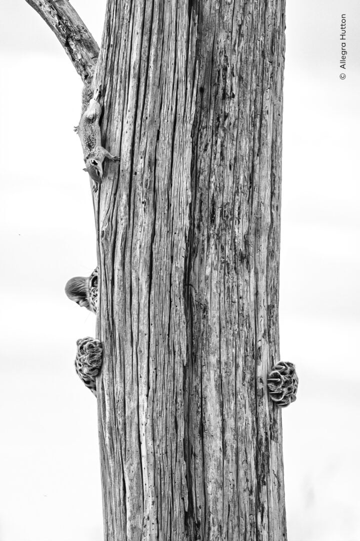 wildlife photographer of the year 2026 sneak peek