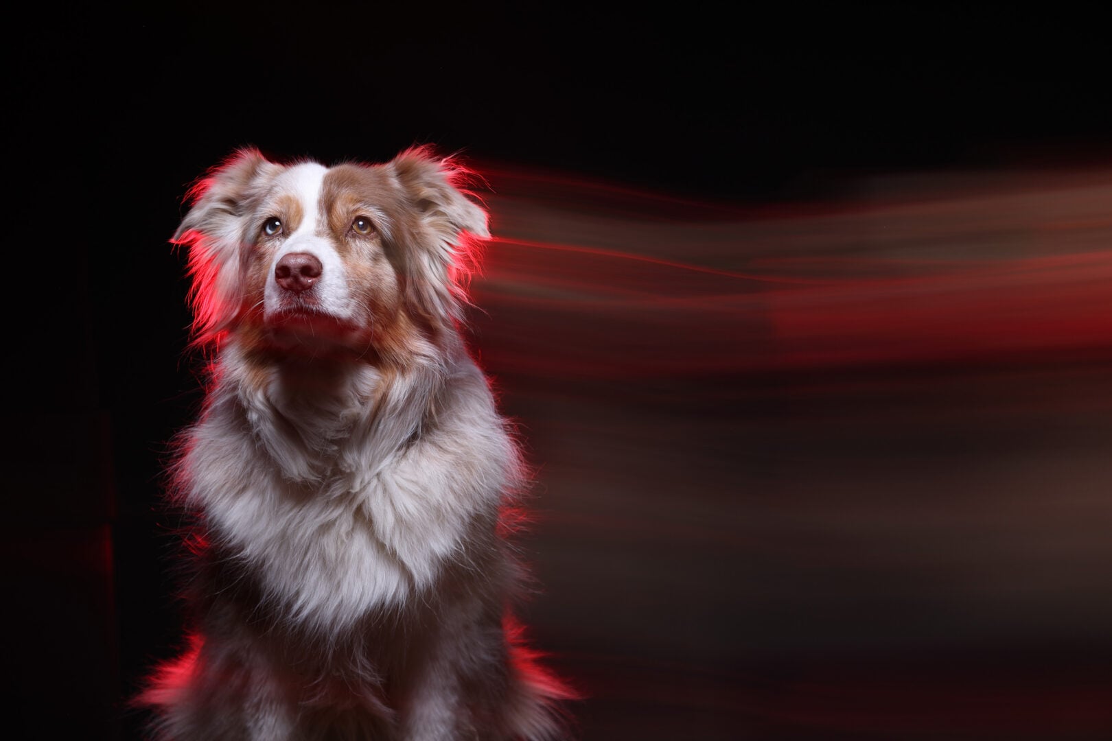 2026 Pet Photographer of the Year