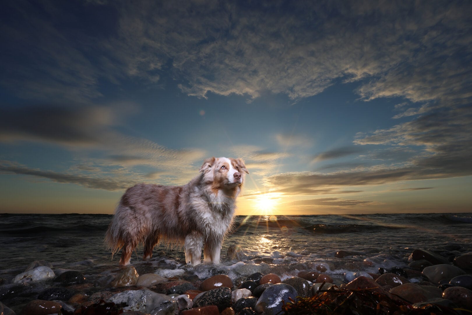 2026 Pet Photographer of the Year