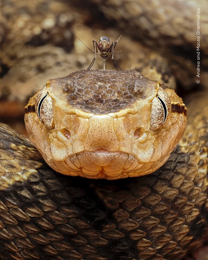 wildlife photographer of the year 2026 sneak peek