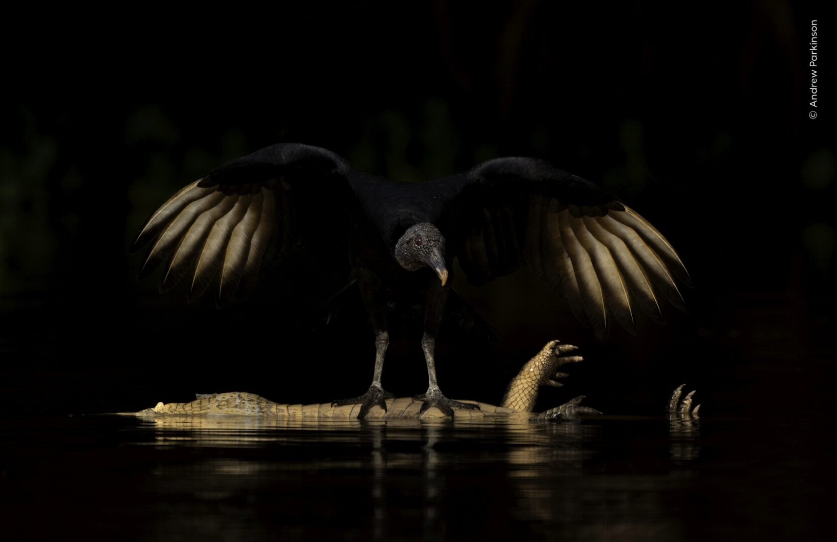 wildlife photographer of the year 2026 sneak peek