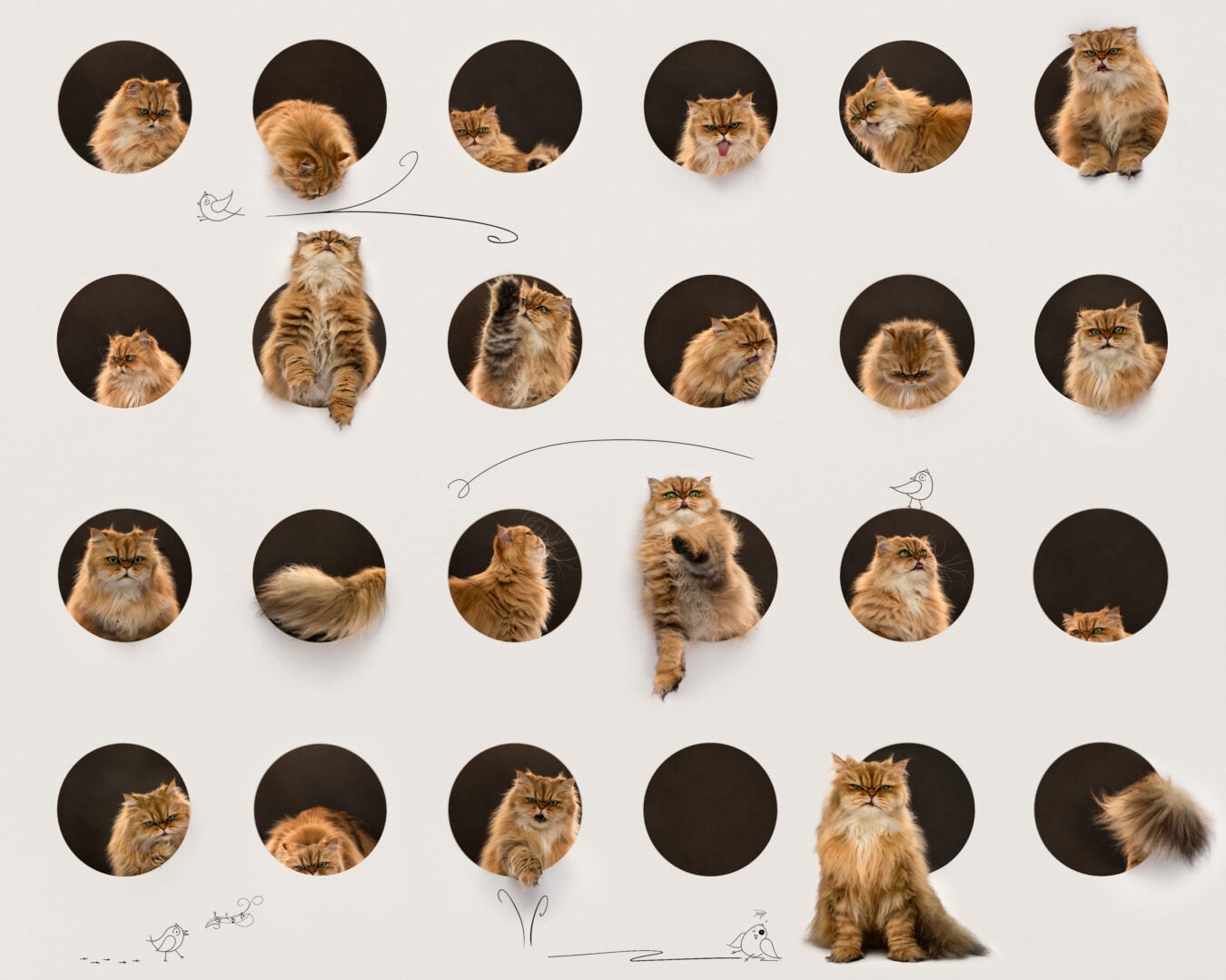 2026 Pet Photographer of the Year
