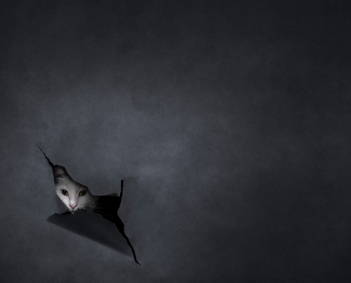 2026 Pet Photographer of the Year