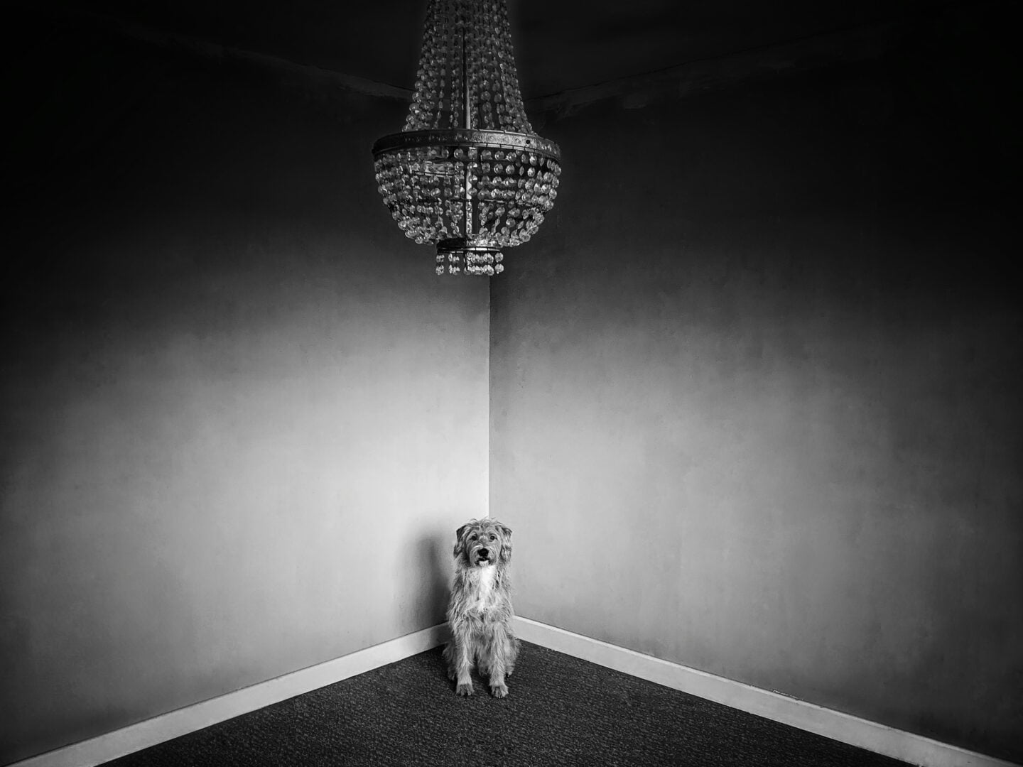 2026 Pet Photographer of the Year
