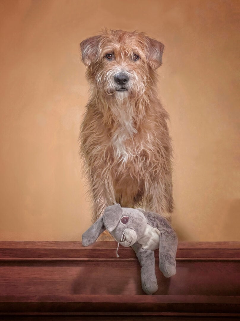 2026 Pet Photographer of the Year