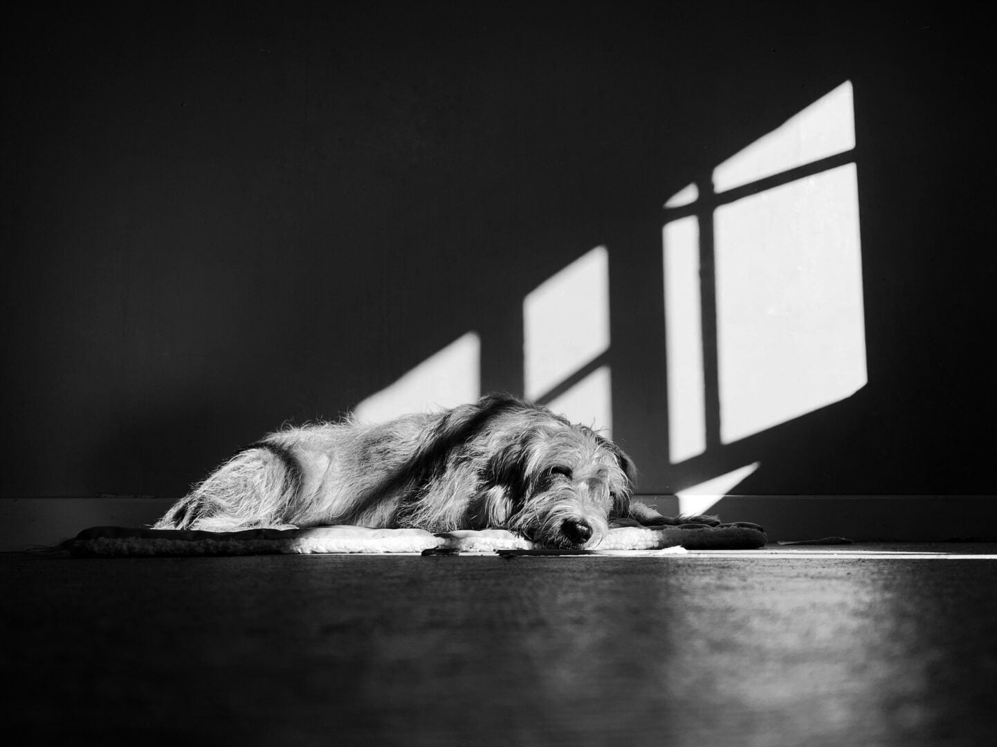 2026 Pet Photographer of the Year