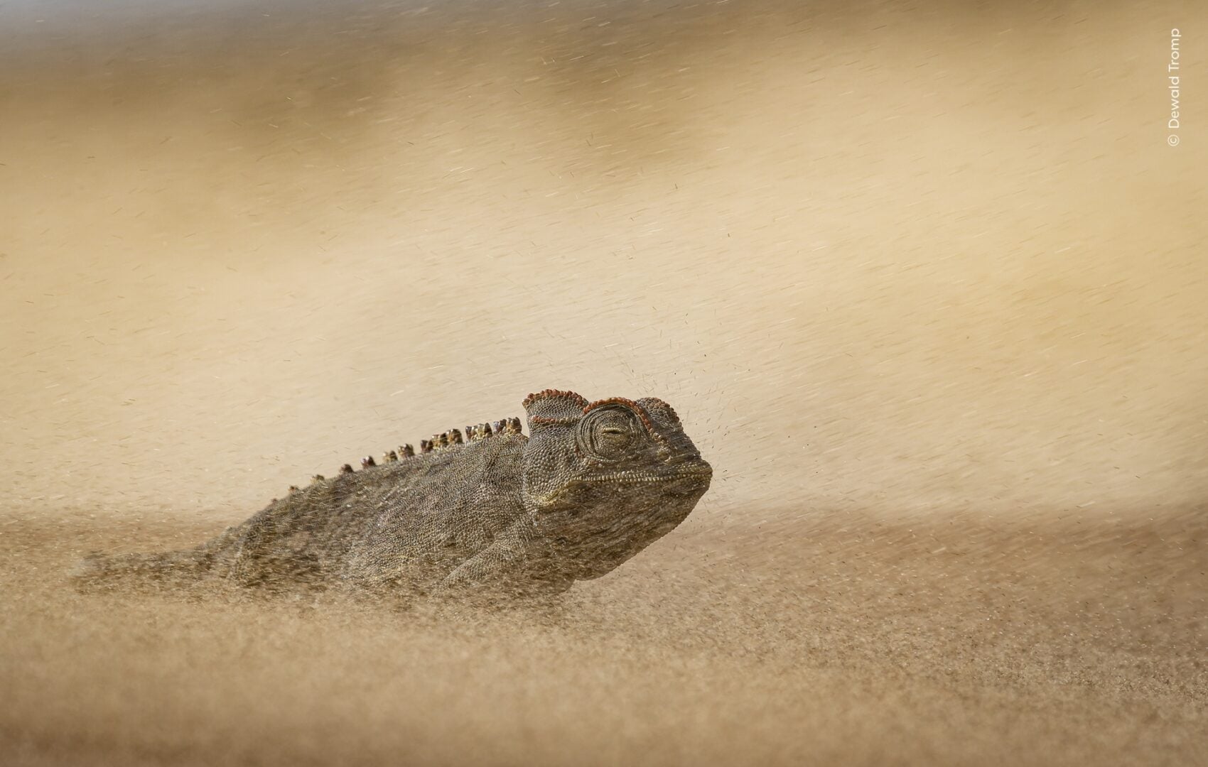 wildlife photographer of the year 2026 sneak peek