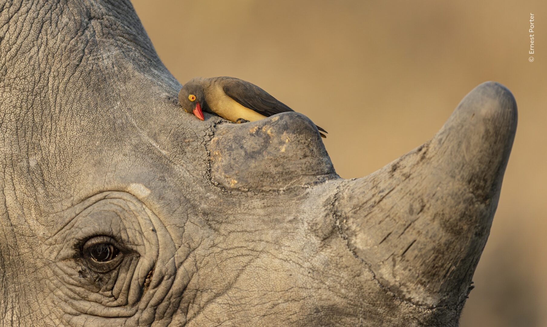 wildlife photographer of the year 2026 sneak peek