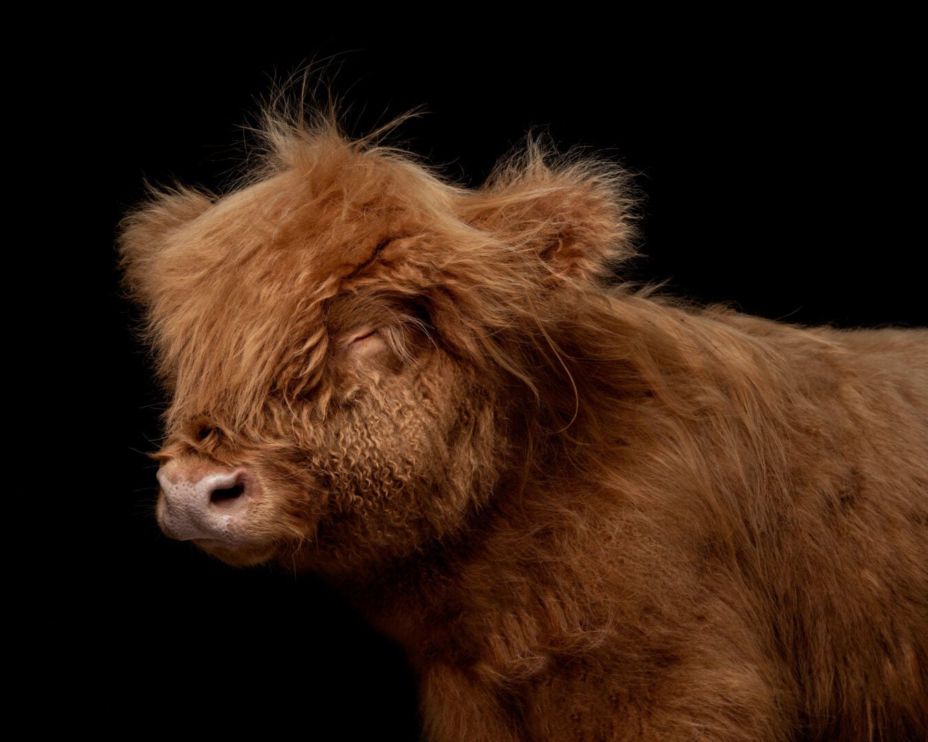 2026 Pet Photographer of the Year