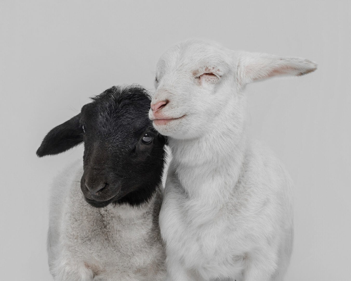 2026 Pet Photographer of the Year
