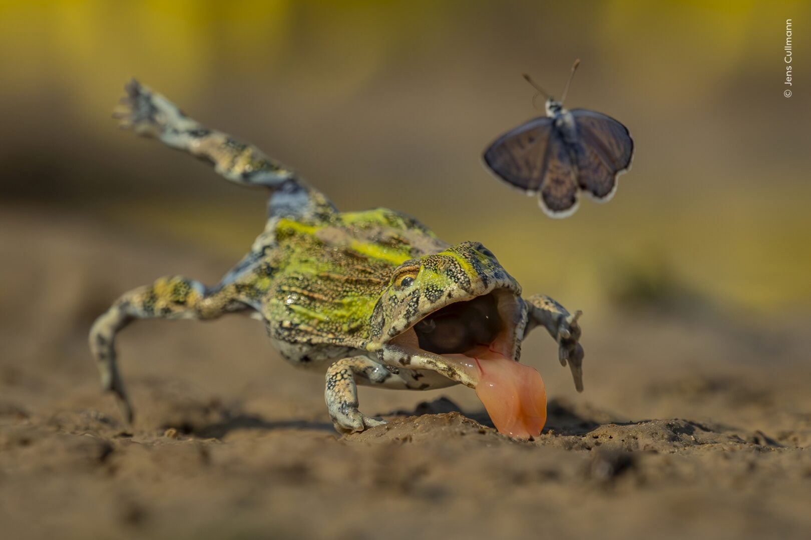wildlife photographer of the year 2026 sneak peek