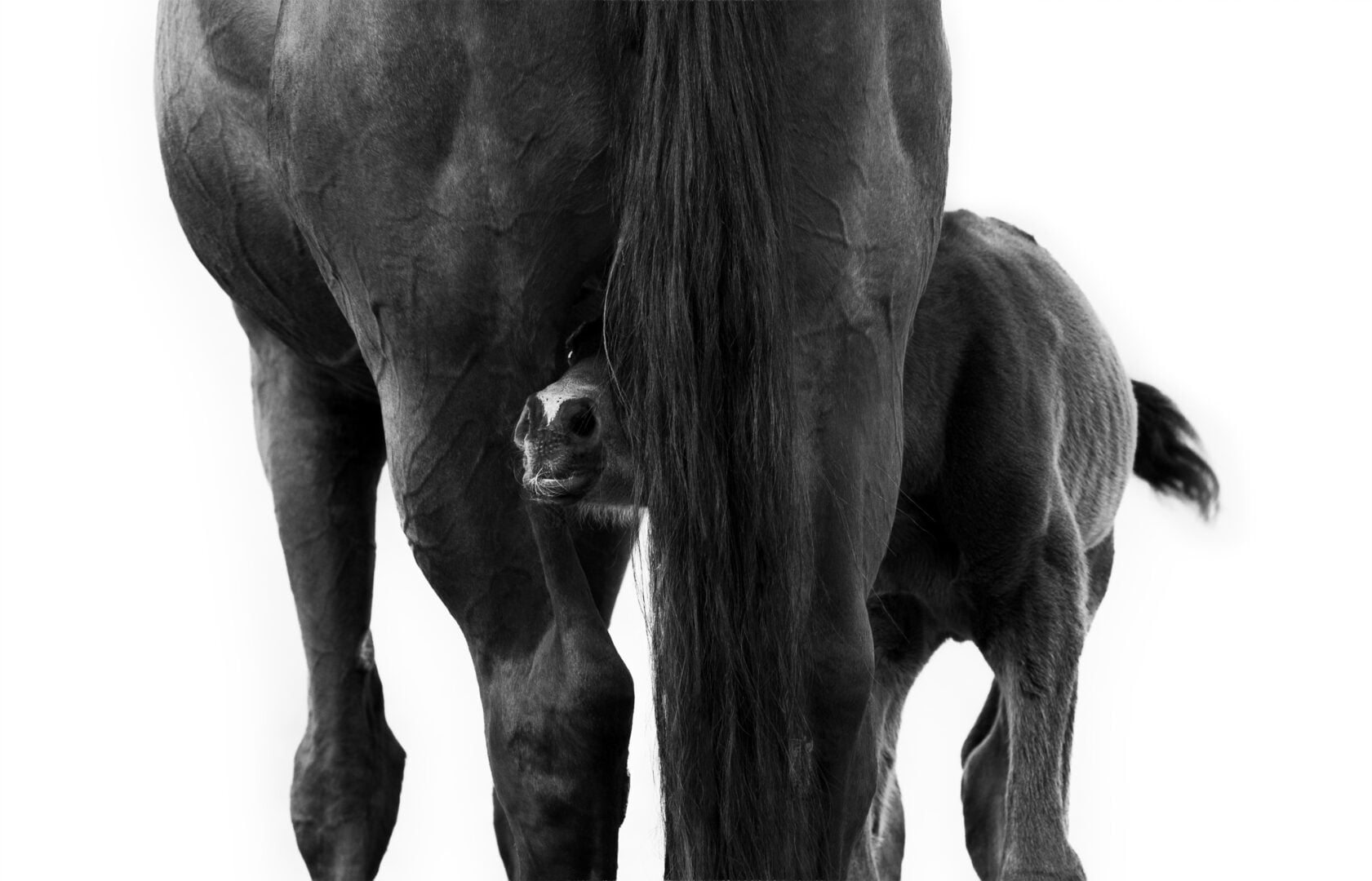2026 Pet Photographer of the Year