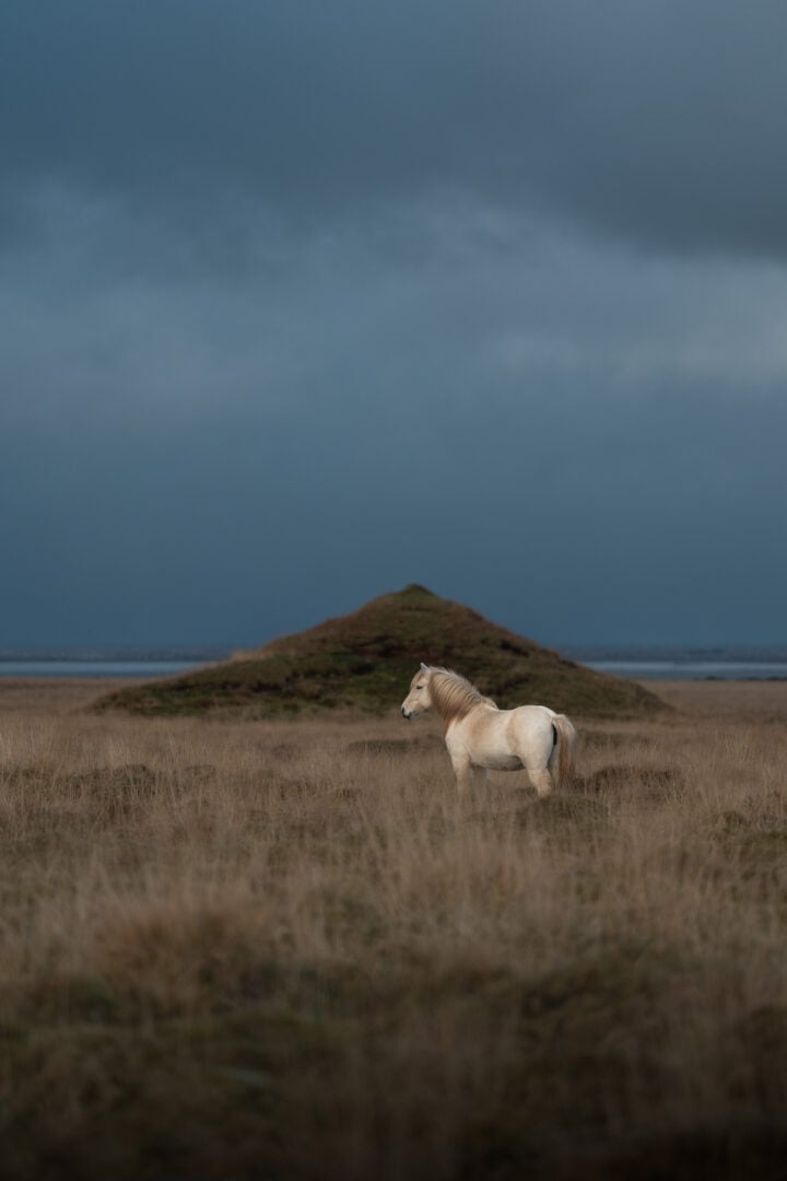 2026 Pet Photographer of the Year