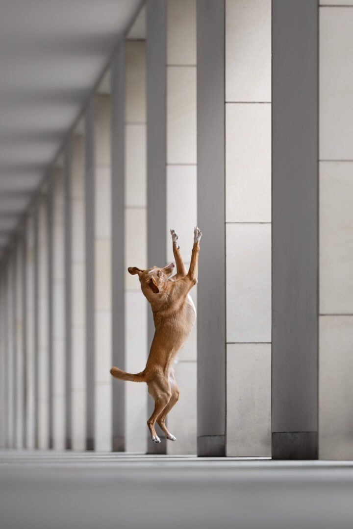 pet photography