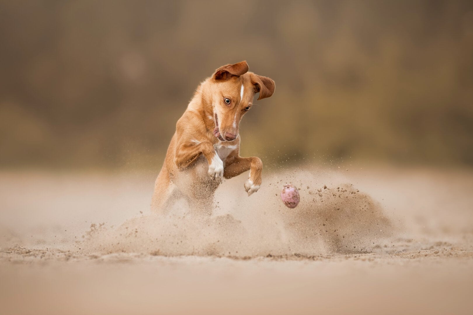 pet photography
