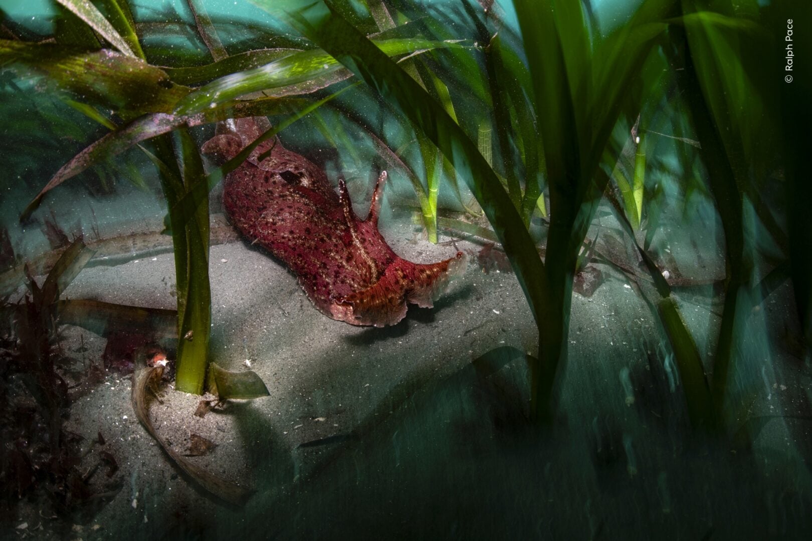 wildlife photographer of the year 2026 sneak peek