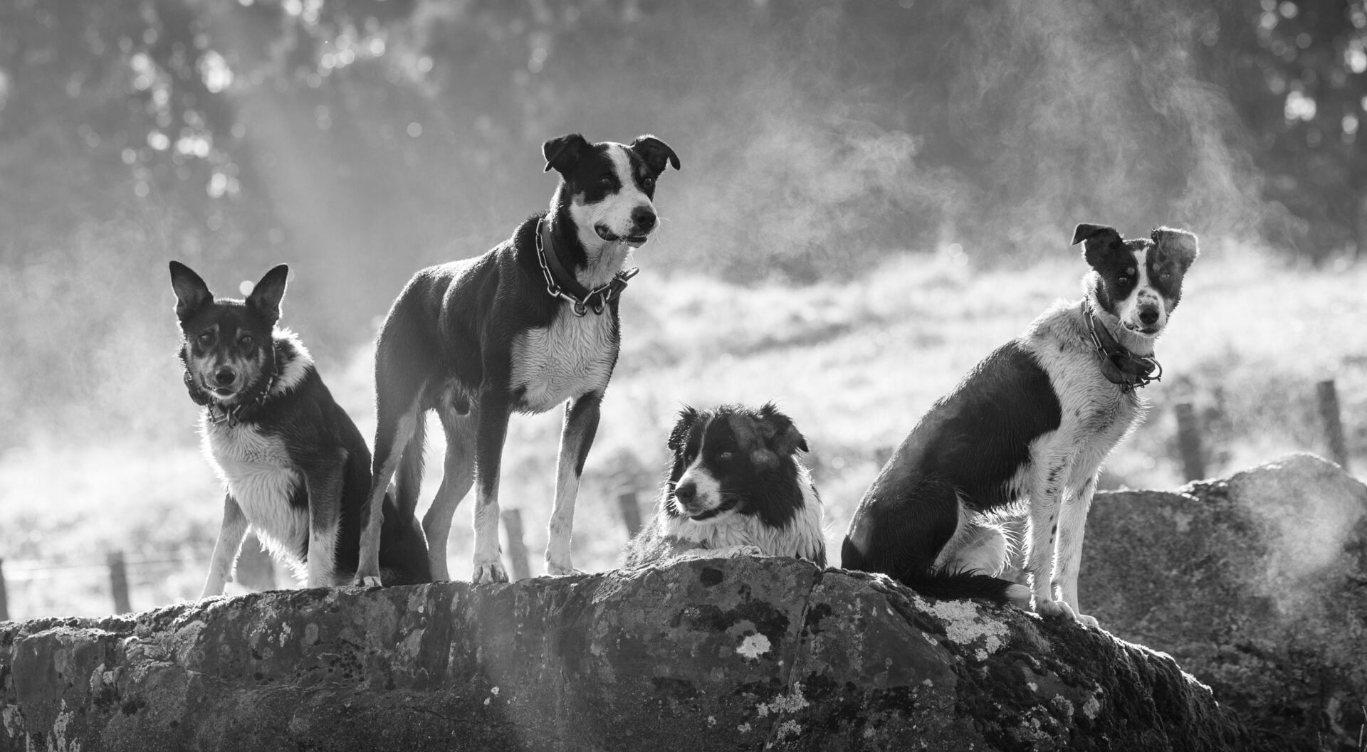2026 Pet Photographer of the Year