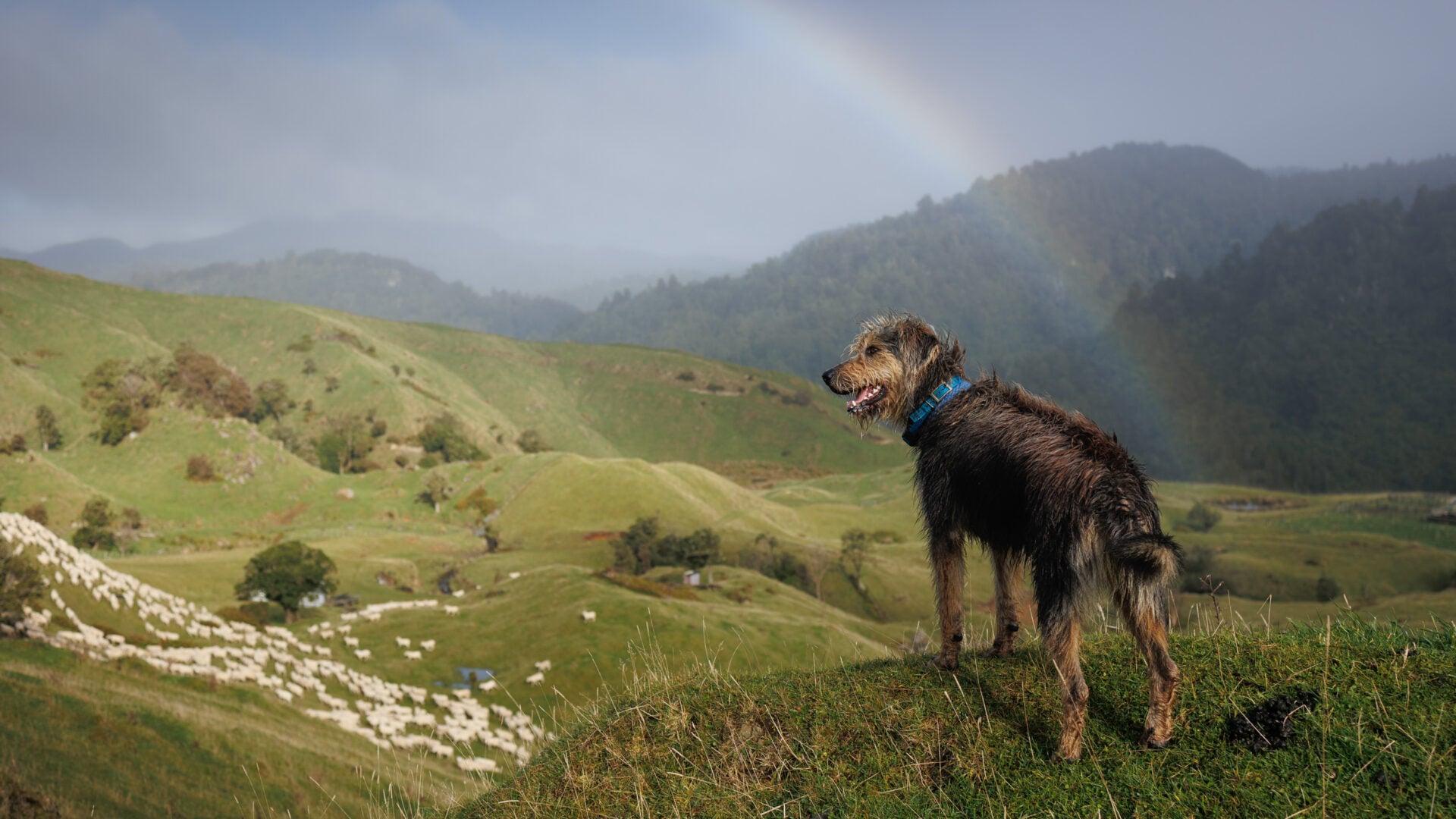 2026 Pet Photographer of the Year
