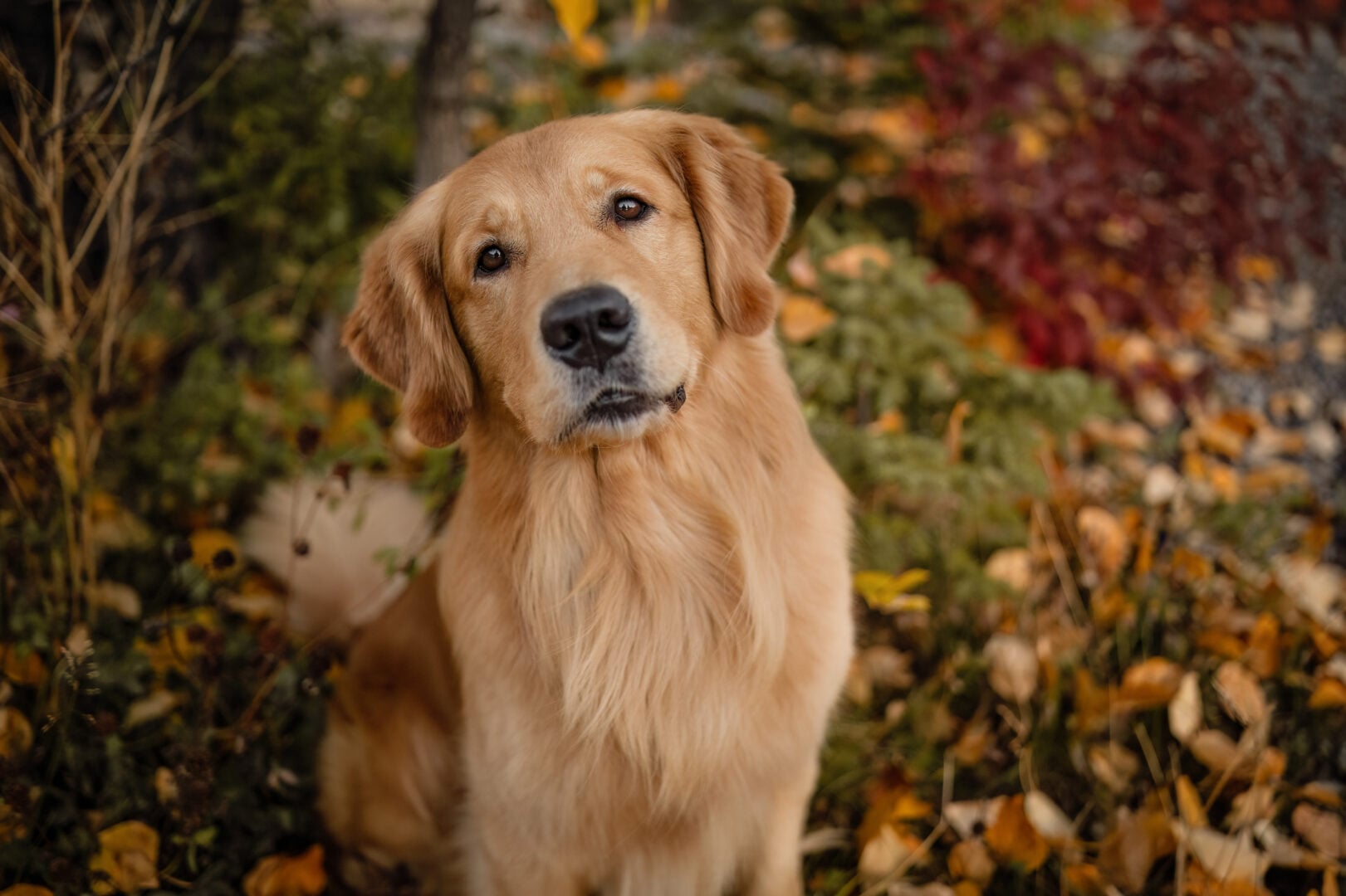 2026 Pet Photographer of the Year