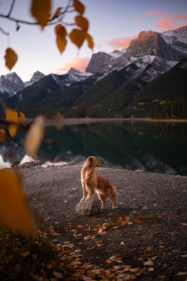 2026 Pet Photographer of the Year