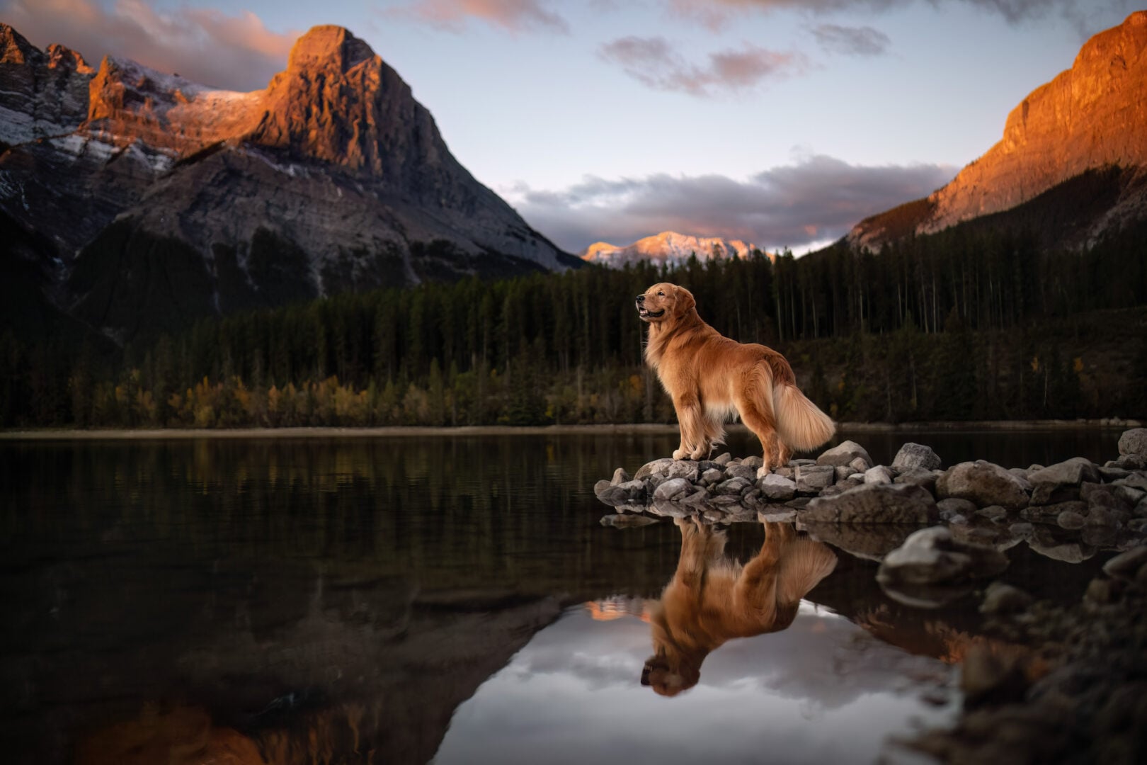 2026 Pet Photographer of the Year
