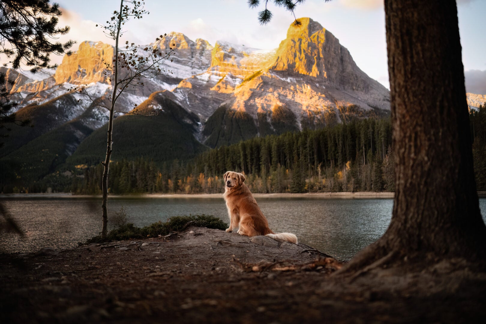 2026 Pet Photographer of the Year
