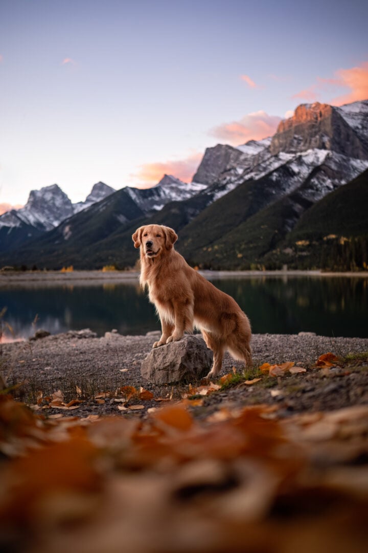 2026 Pet Photographer of the Year