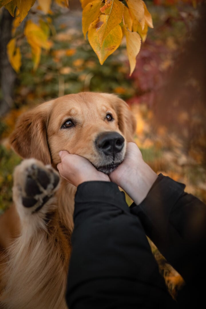2026 Pet Photographer of the Year