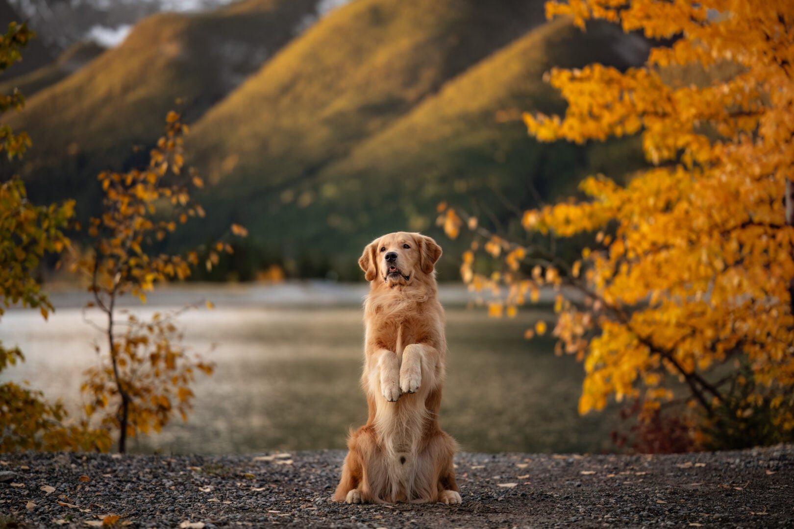 2026 Pet Photographer of the Year