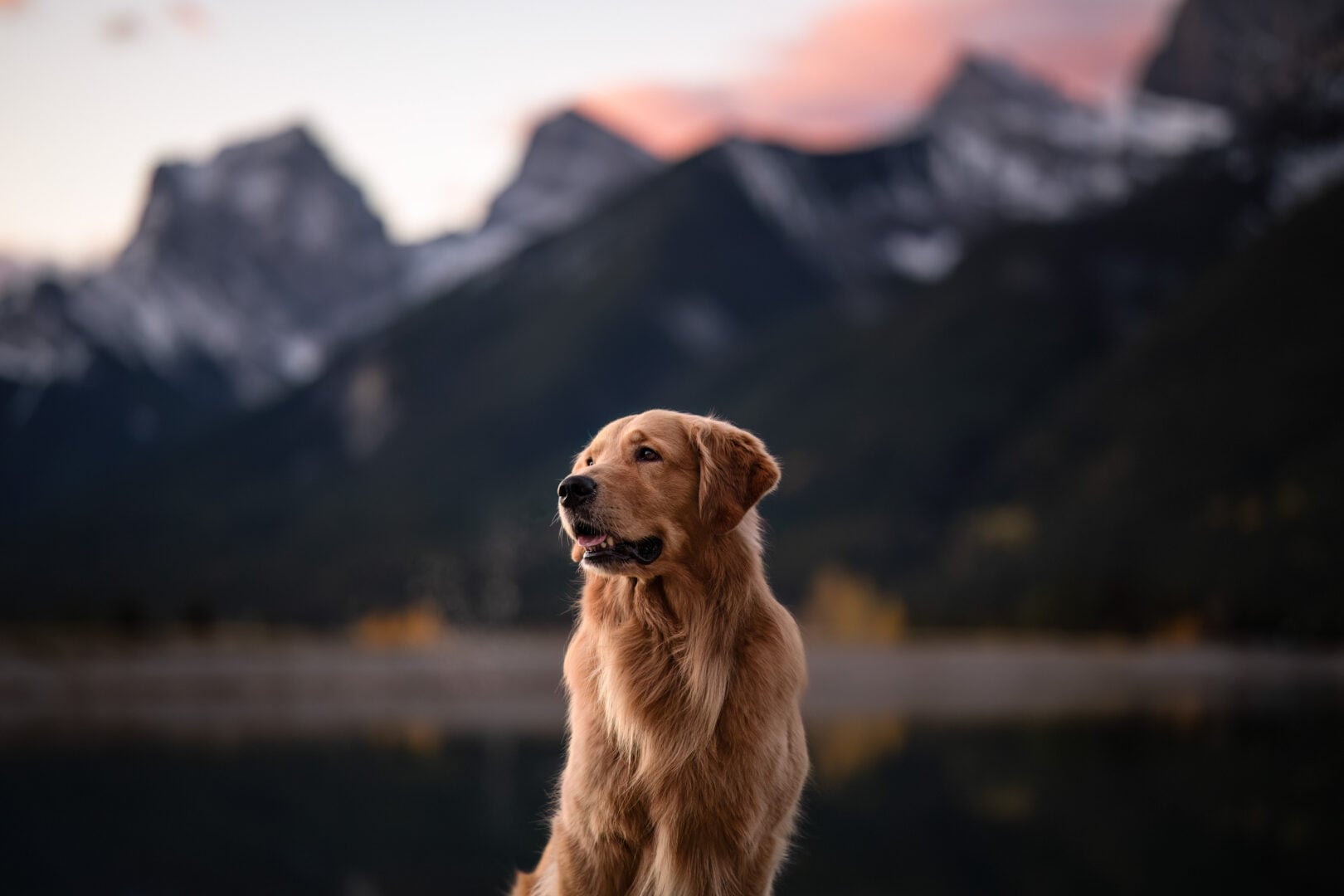 2026 Pet Photographer of the Year
