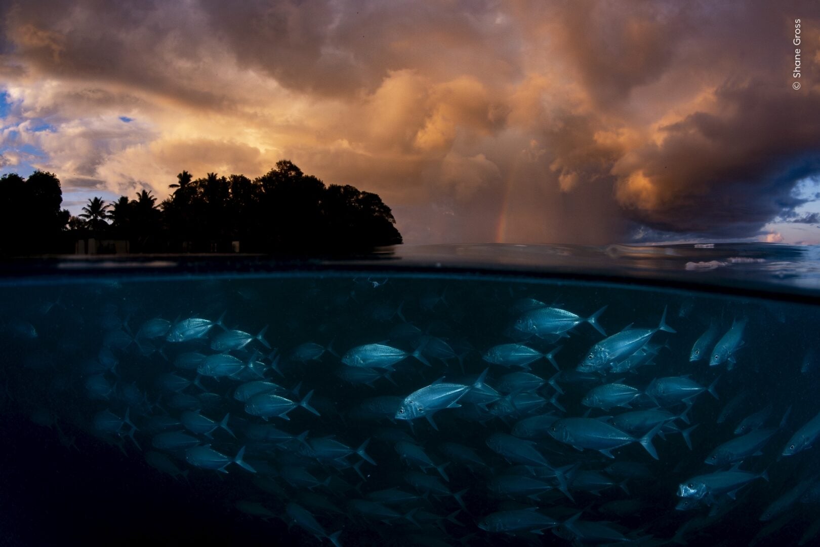 wildlife photographer of the year 2026 sneak peek