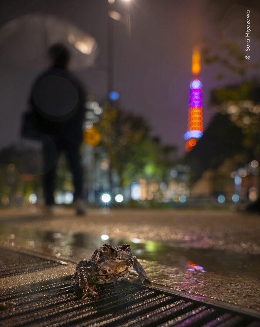 wildlife photographer of the year 2026 sneak peek