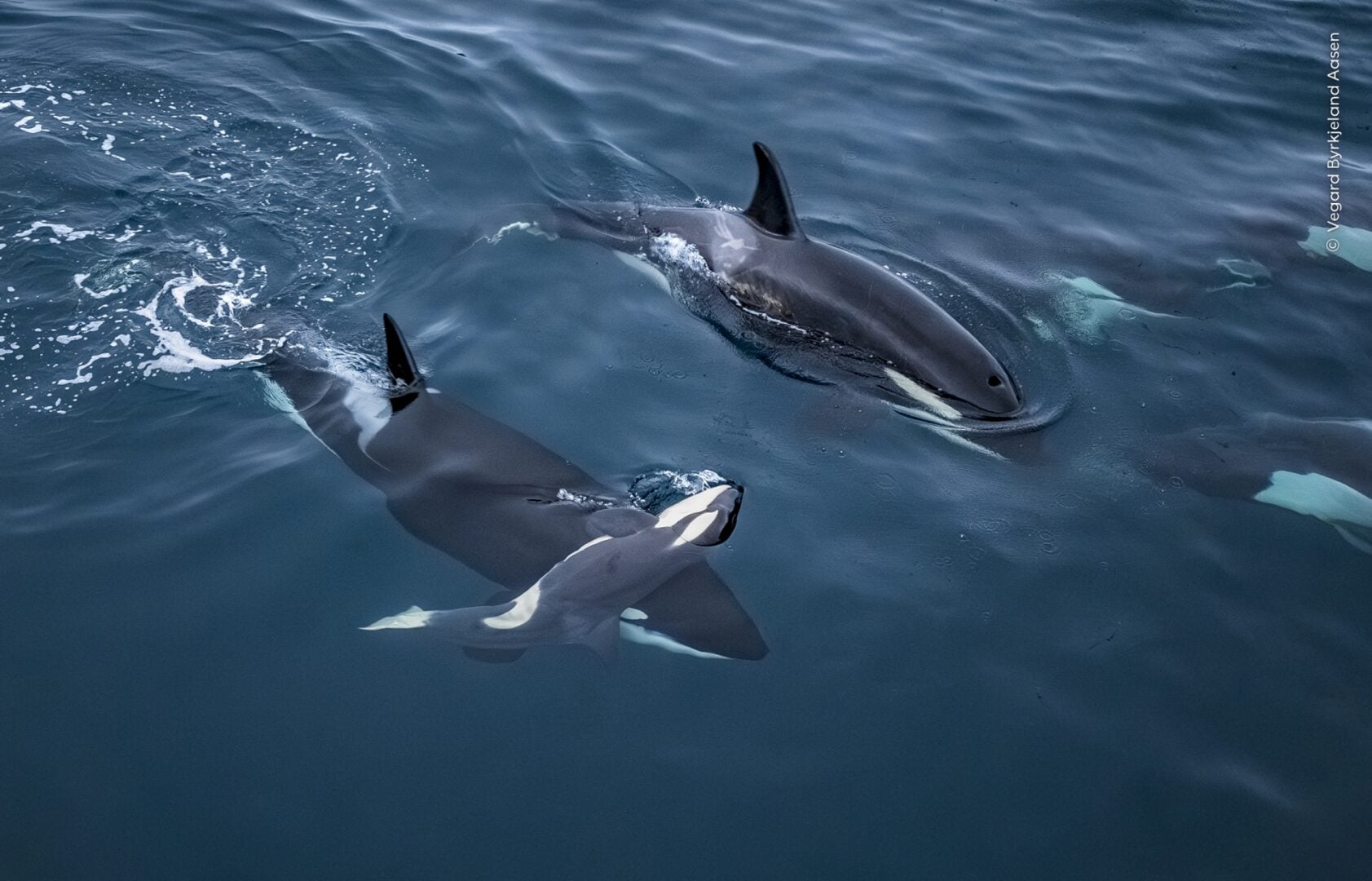 Wildlife Photographer of the Year 2026