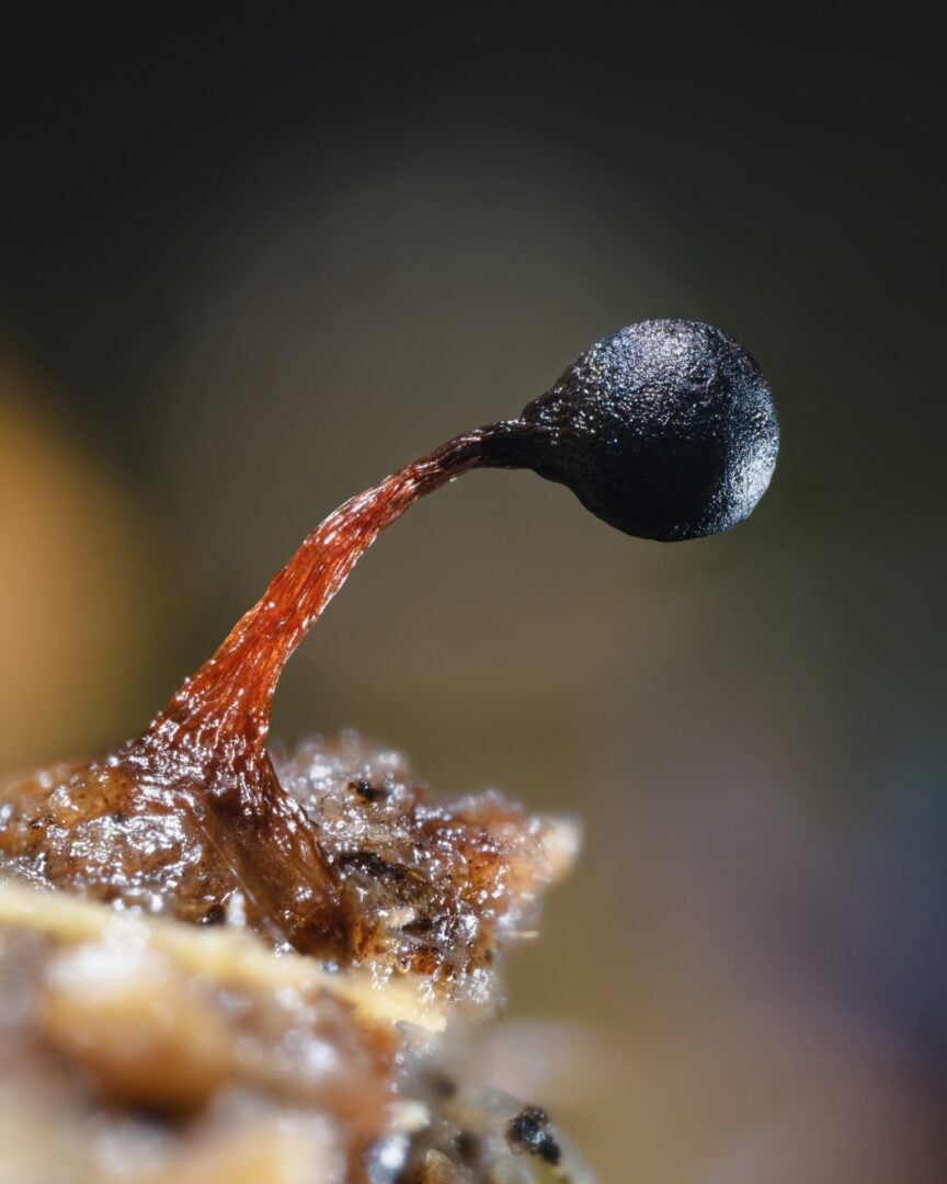 Laowa Aksen sample images
