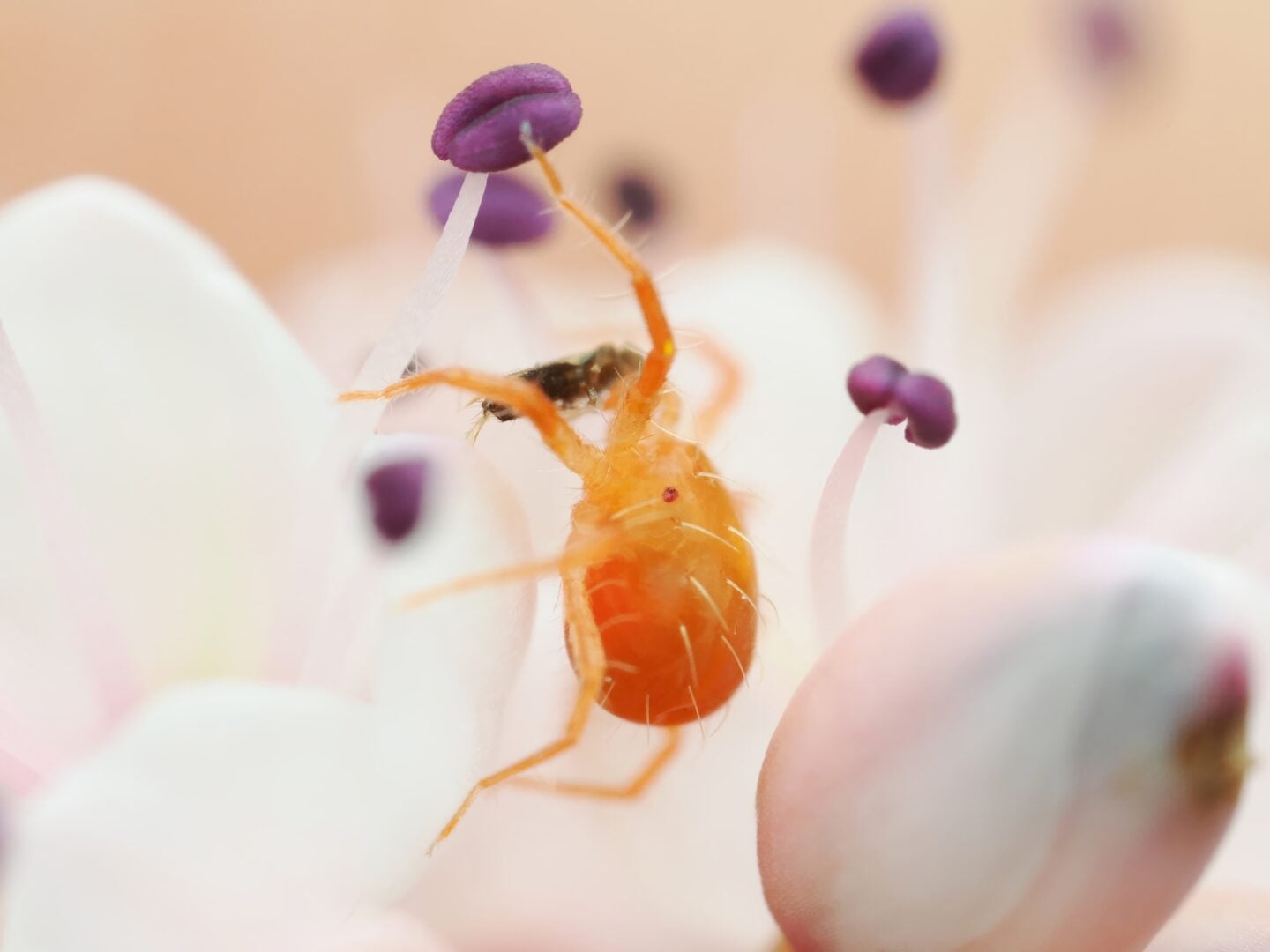 Laowa Aksen sample images