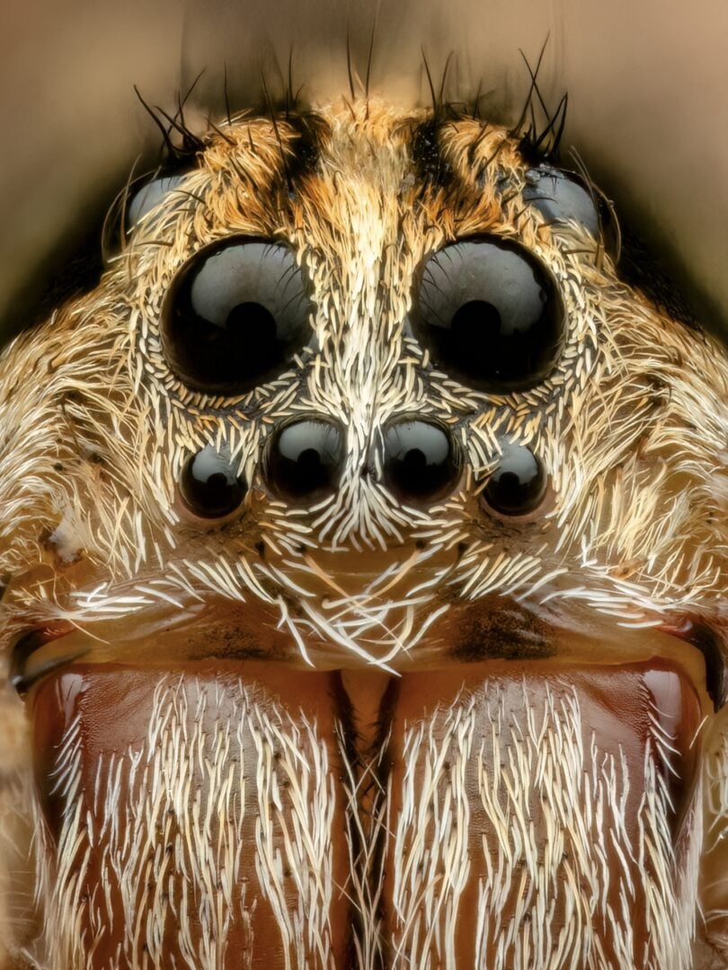 Laowa Aksen sample images