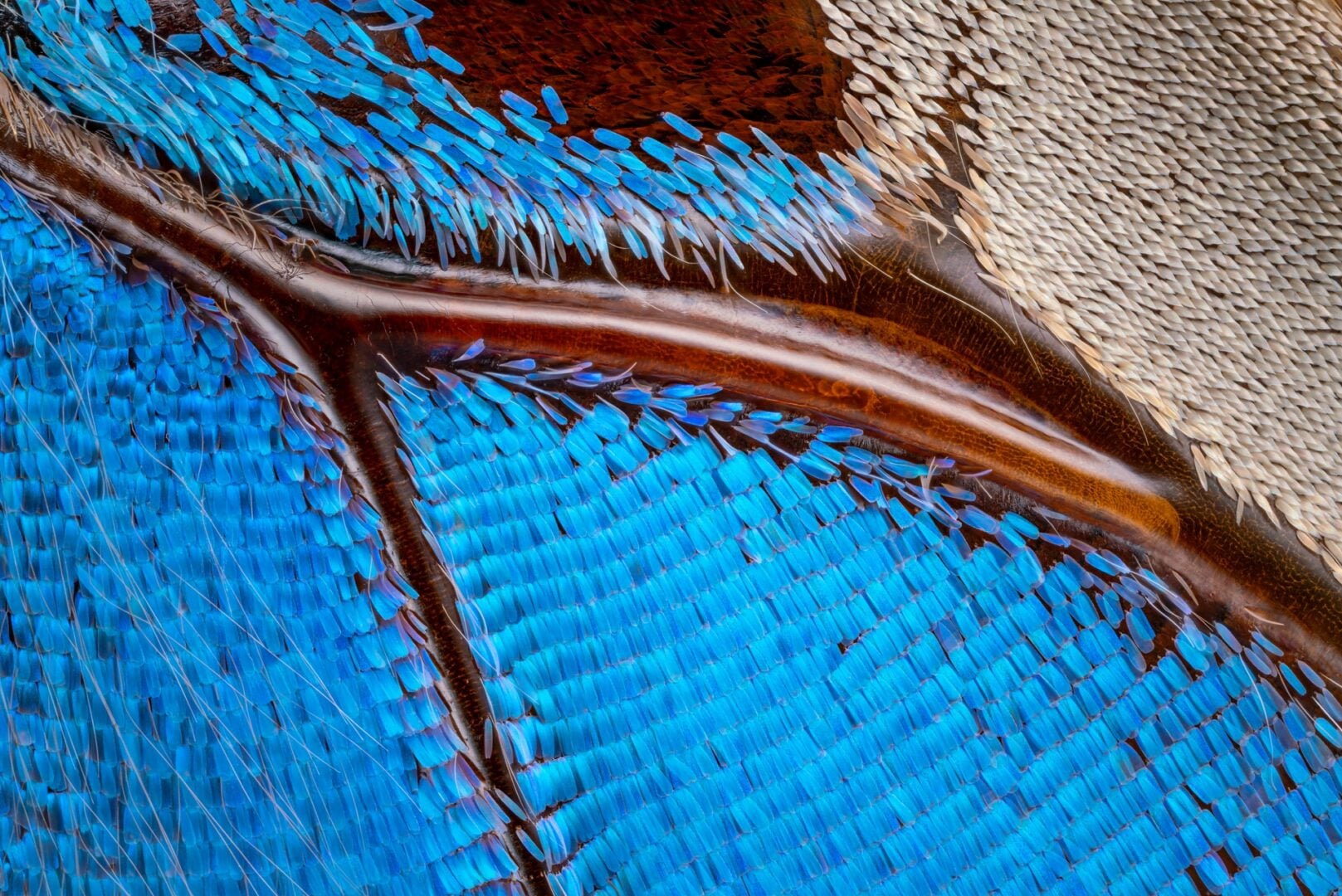 macro image venus optics