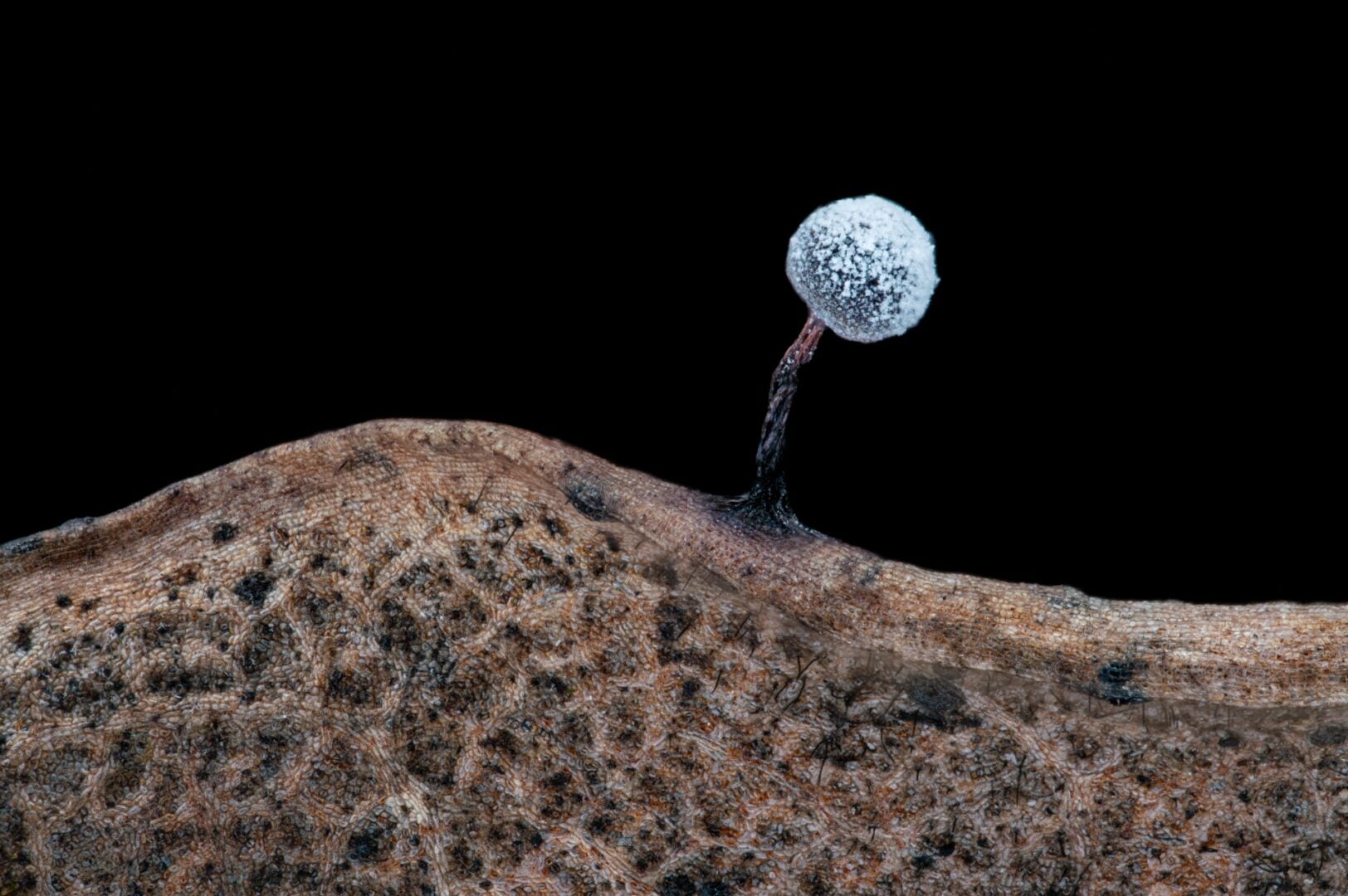 macro image venus optics