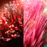macro toothbrushes