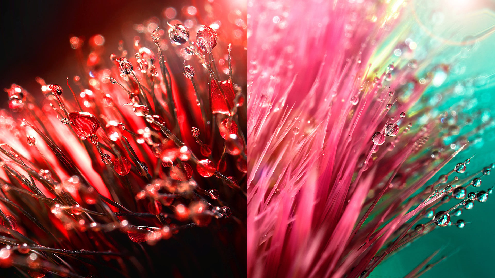 macro toothbrushes