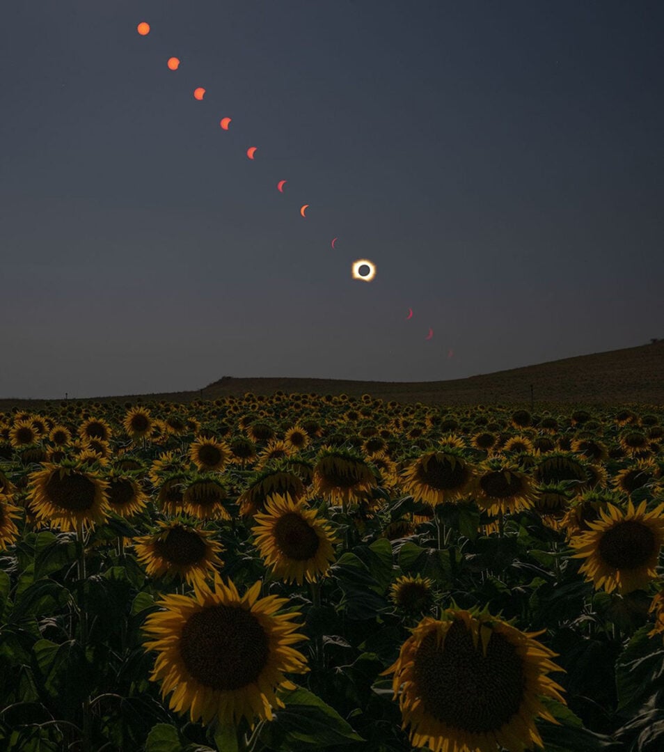 This composite image shows the progression of the total solar eclipse over a field of sunflowers. Credit: NASA/Bill Ingalls